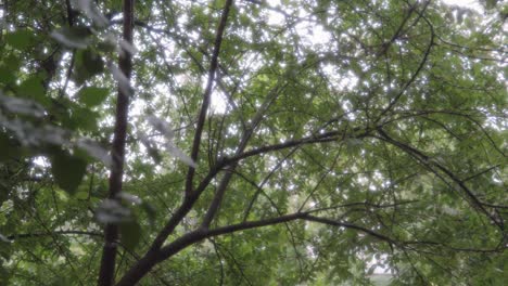 green trees in the rain, dreamy soft light breaks through the foliage