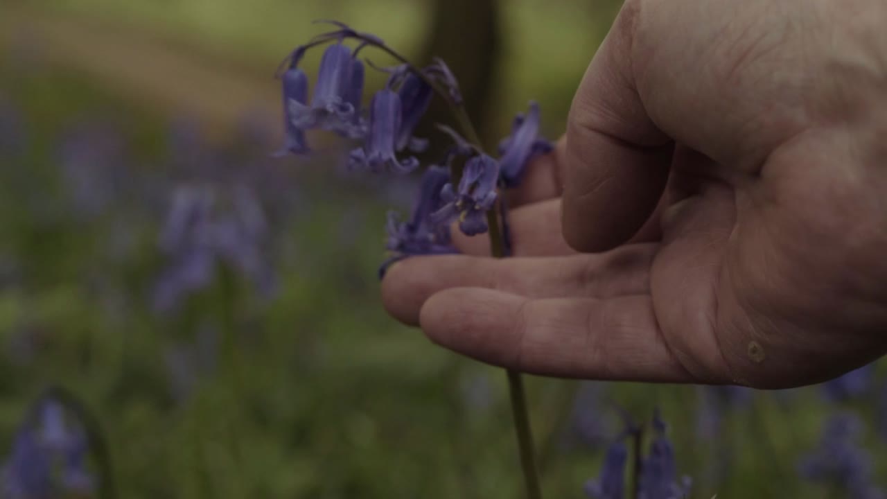 Hand touching Bluebell wild flowers growing in the countryside close up shot
