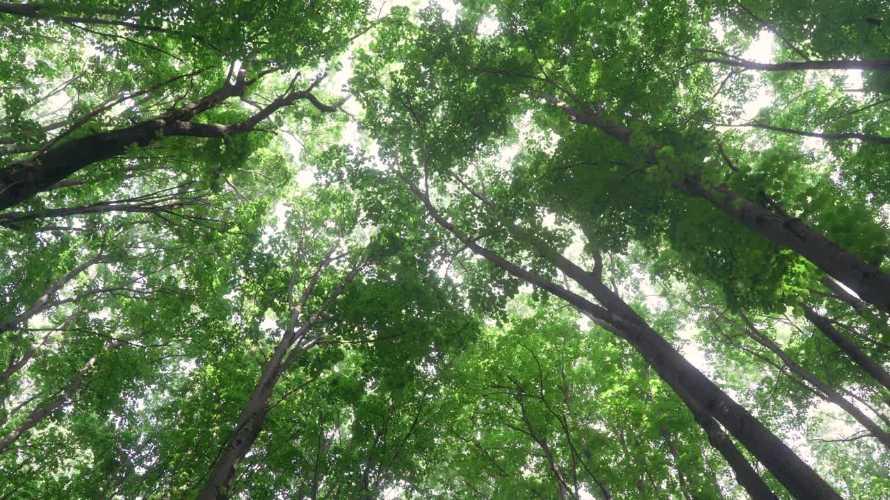 Looking Up Into a Lush Green Forest Canopy