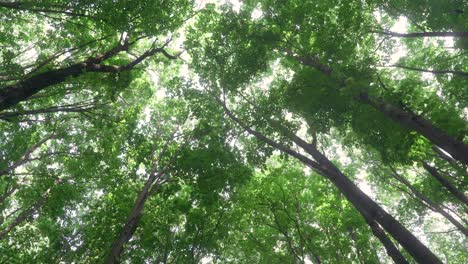 looking up into a lush green forest canopy
