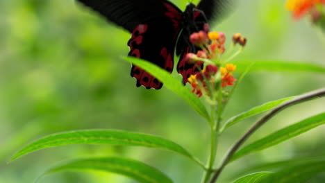 mariposa en el santuario de la naturaleza