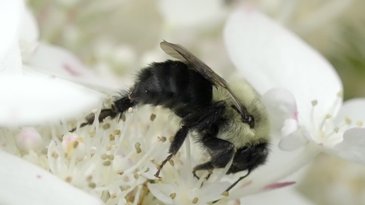 Extreme macro shot of a bumblebee covered in pollen on a white flower