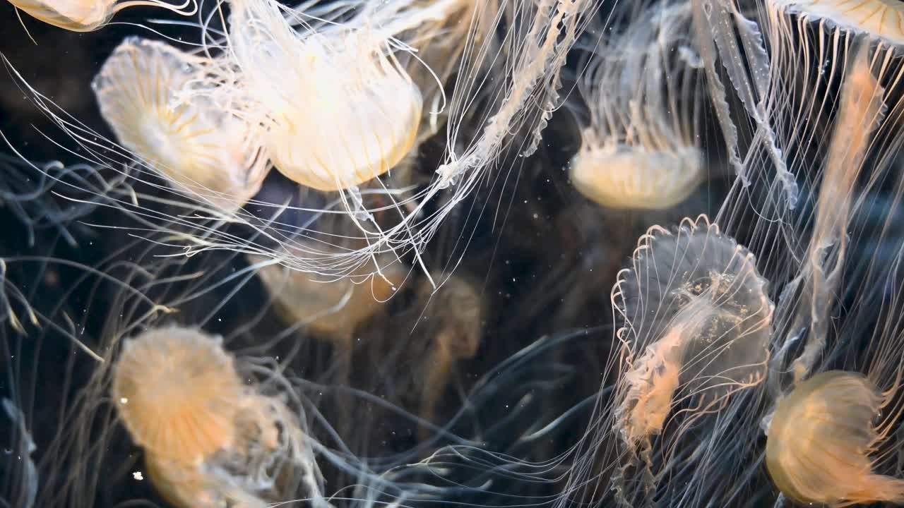 Graziose meduse fluttuano sott'acqua, i loro corpi traslucidi e i tentacoli scivolano attraverso l'acqua blu del mare in una tranquilla scena marina.