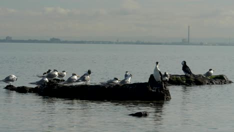 Pequeños-Cormoranes-De-Varios-Colores-Sentados-En-La-Costa---Océano-Un-Grupo-De-Pequeños-Cormoranes-De-Varios-Colores-Sentados-En-Una-Roca