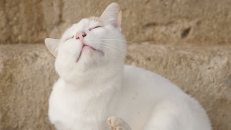 domestic cat in the yard scratching body with a paw