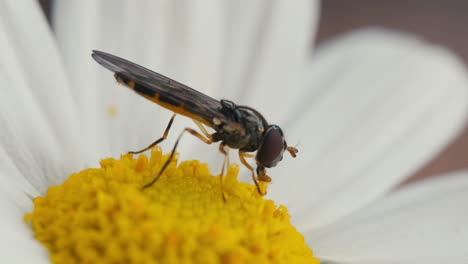 la mosca flotante se alimenta de polen y néctar de una margarita blanca y amarilla