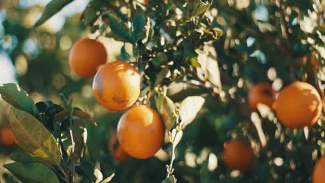 close up oranges hanging on tree branch organic plantation orchard garden in spain