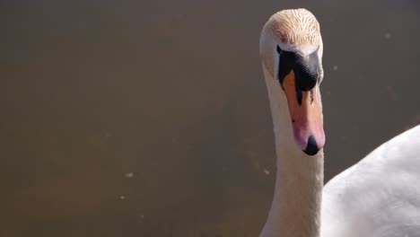 Nahaufnahme-Eines-Schwans,-Der-Sich-An-Einem-Sonnigen-Frühlingstag-In-Einem-Teich-Umschaut