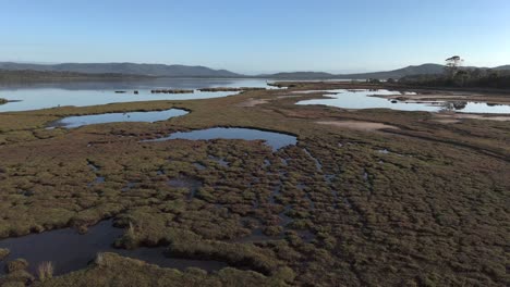 aerial establishing shot of wetland with ponds and plants in tasmania at sunrise