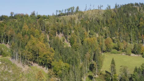 forest in the mountains with a drone at eisenkappel-vellach, austria