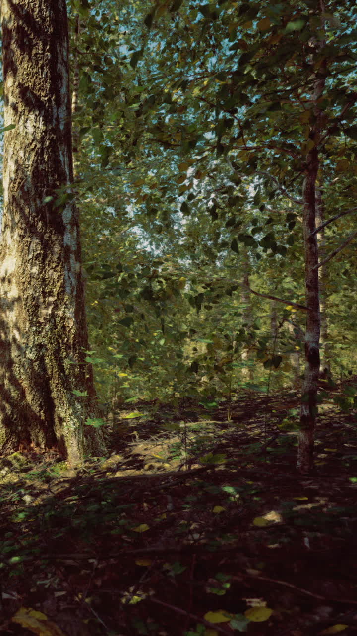 Sentiero nel bosco con alberi e luce solare che filtra tra le foglie in estate.