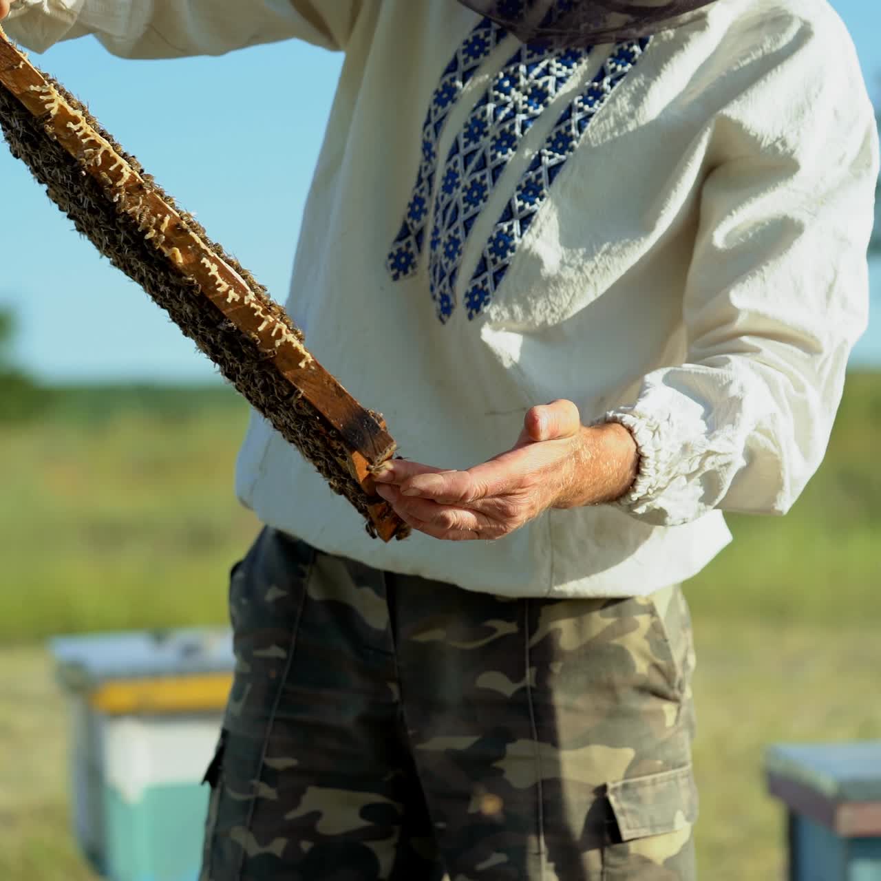 Beekeeper works in a hive - adds frames, watching bees. Beekeeper inspecting frame with honeycomb full of bees. Apiary concept