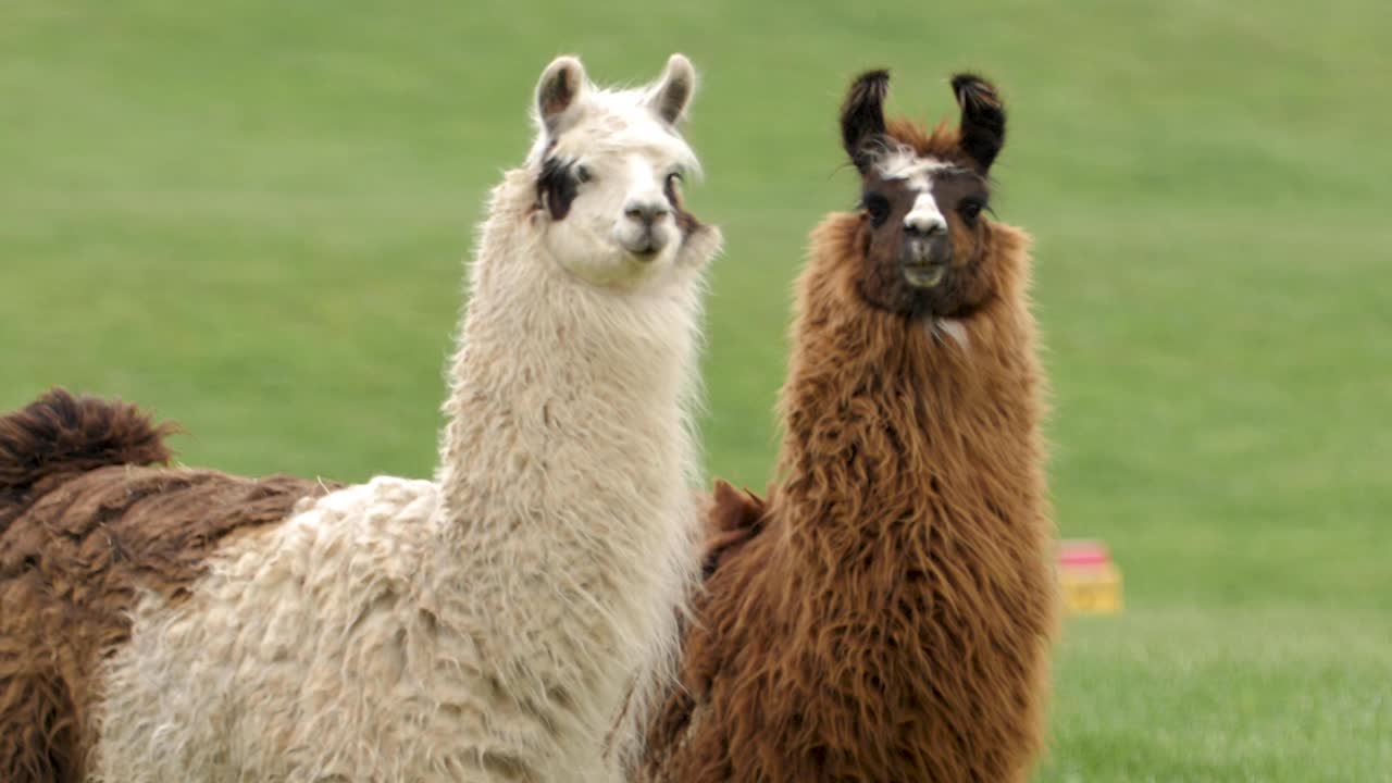 Two lamas on the farm starring at the camera