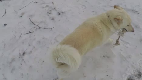 slow motion - white husky dog running in the snow with a rope dog toy in his mouth