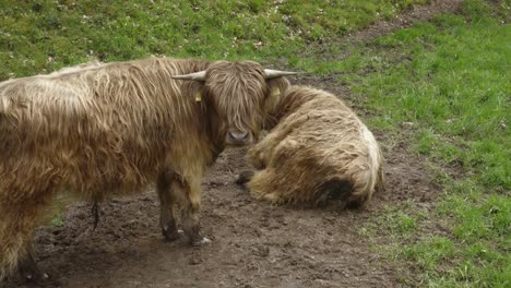 Majestuosas-Vacas-Marrones-De-Las-Tierras-Altas-Con-El-Pelo-Ondulado-Que-Cubre-La-Cara,-Orejas-Que-Se-Mueven