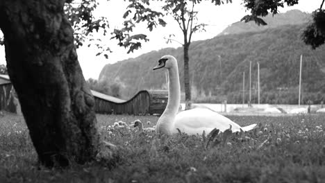 swan resting on grass with cygnets by walensee lake, swiss alps, in black and white