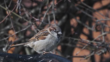 closeup of eurasian tree sparrow perched scratches head against surface