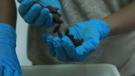 close up of the brazilian superfood, the barukas nut, being sorted by factory workers