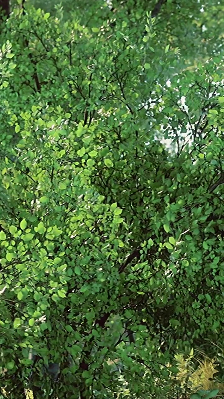 Foglie di un verde brillante su un cespuglio in un ambiente esterno soleggiato