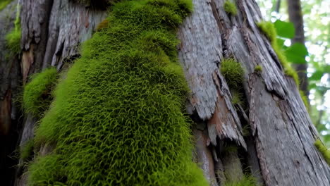 vibrant green moss growing on a tree trunk in a forest