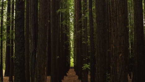 Exuberante-Sotobosque-Verde-Del-Bosque-De-Secuoyas-En-Australia,-Plataforma-Rodante-Aérea