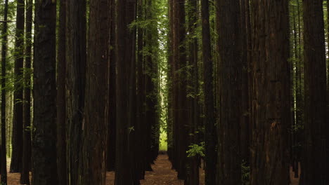 lush green understory canopy of redwood forest in australia, aerial dolly