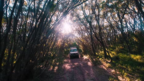 conducción en cámara lenta del vehículo safari conduciendo cuesta abajo en el parque nacional durante los rayos de sol entre los árboles