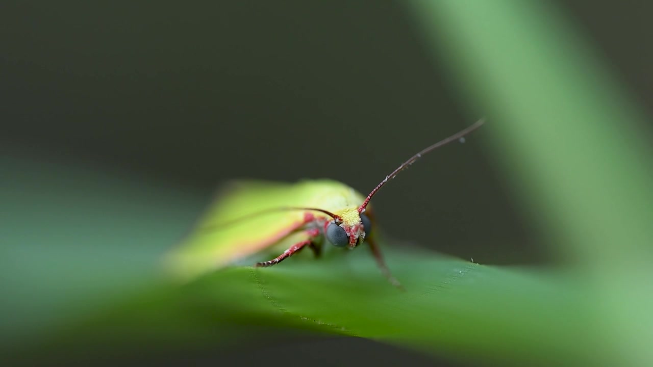 Falena verde dal cotone si posa delicatamente su una foglia verde fresca, su uno sfondo naturale liscio e leggermente sfocato
