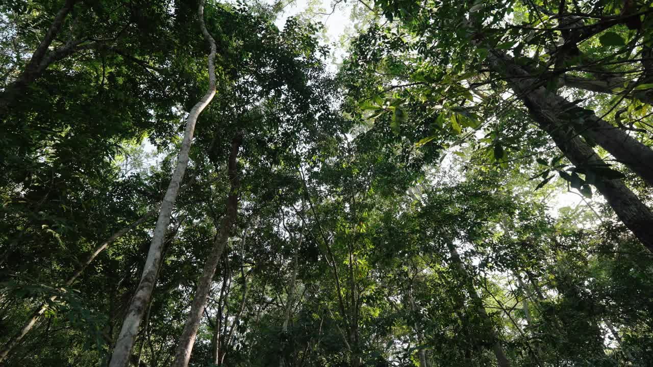 Tall tropical trees form a dense canopy in this wide view of the lush rainforest in Mopan, Petén, Guatemala.