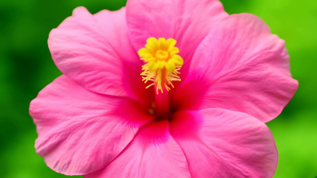 Petali rosa brillante e un prominente centro floreale giallo rimangono a fuoco nitido mentre il fiore si sposta leggermente all'interno dell'inquadratura, circondato da un bokeh verde liscio e una sfocatura dello sfondo morbida