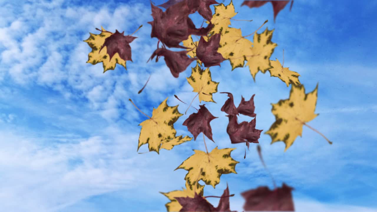 떨어지는 잎의 애니메이션 루프 가을