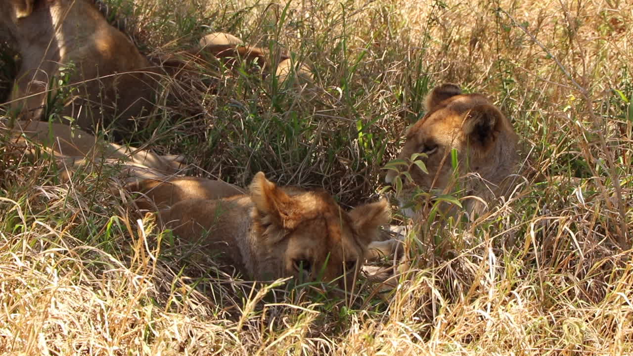 extreme close-up van een leeuwin die naast haar trots ligt onder een boom in de serengeti in tanzania