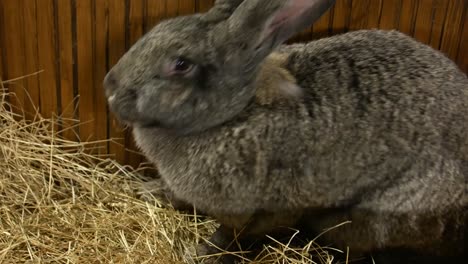 rabbit breed ram large gray rabbit old rabbit rabbit breed ram large gray rabbit old rabbit