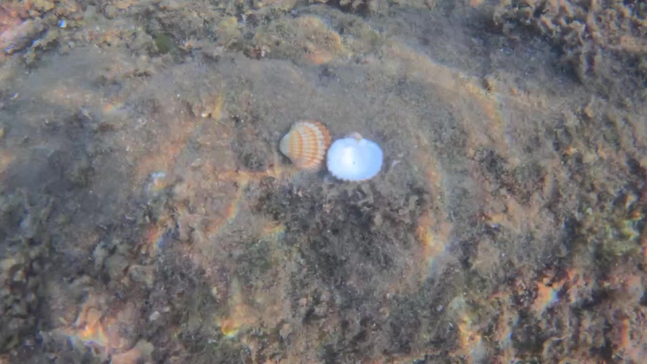 Twee verschillende schelpen, één geribbeld en oranje, één glad en wit, rustend op een gestructureerde zeebodem met zonnereflexies