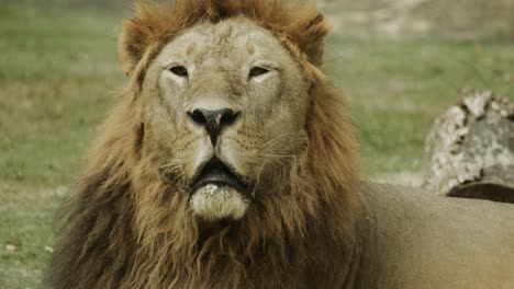 Sleepy-African-lion-male-on-ground,-calling-and-communicating-with-other-lions-in-his-pride