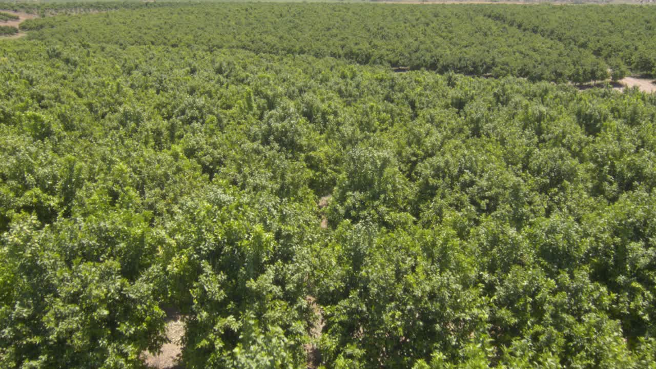 Low aerial flying over fields of green plantation trees on sunny day