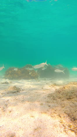 Underwater-Scenery-Of-Corals-And-Fish---Vertical-Shot