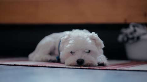 cute small white maltese dog lying on the carpet in front of the bed in bedroom relaxing and falling asleep