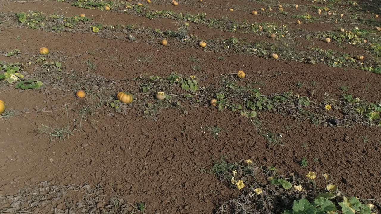 disparo aéreo de un hermoso campo de calabazas naranjas brillantes