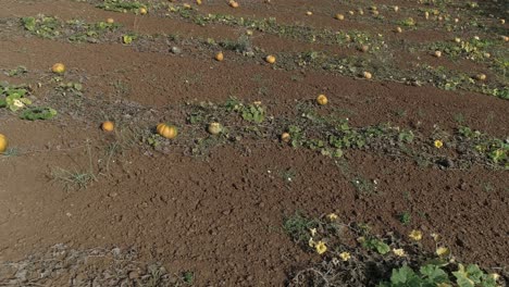 Luftdrohnenaufnahme-Eines-Wunderschönen-Feldes-Mit-Leuchtend-Orangefarbenen-Kürbissen