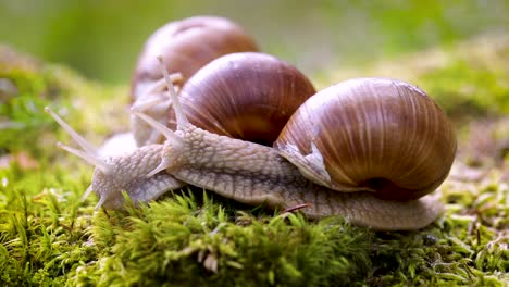 helix pomatia also roman snail, burgundy snail