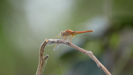 A-dragonfly-sitting-on-a-twig-gainst-a-green-background