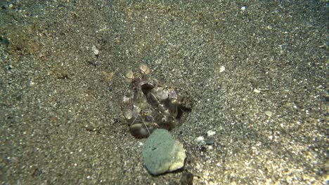 camarón mantis cebra, lysiosquillina maculata escondido