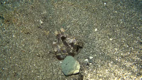 zebra mantis shrimp, lysiosquillina maculata hiding