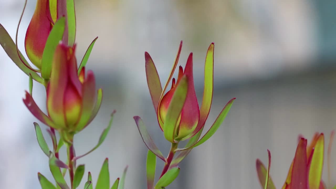 Livlige røde og grønne blomsterknopper av Leucadendron Salignum mot en myk, uskarpt bakgrunn