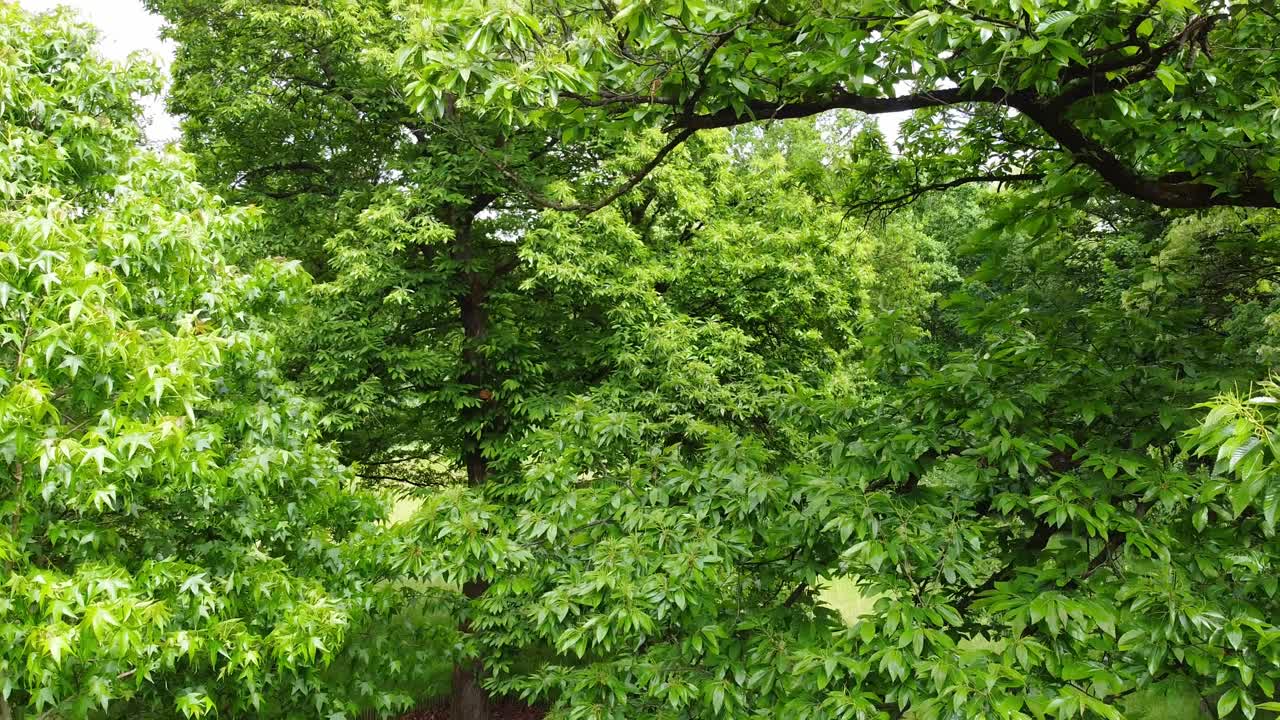 Aerial rising view above the tree canopy in front of historical coalmine in Belgium.