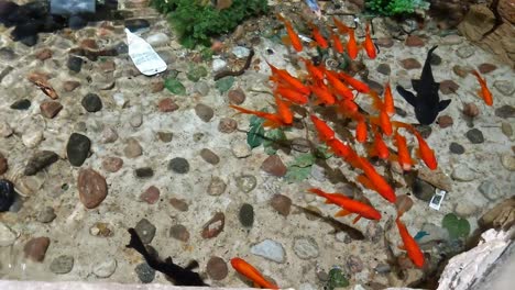 Overhead-shot-of-various-koi-fish-swimming-in-a-pond