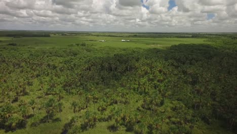 Vista-De-Drones-De-Un-Grupo-De-Palmeras-Moriches-En-Una-Sabana