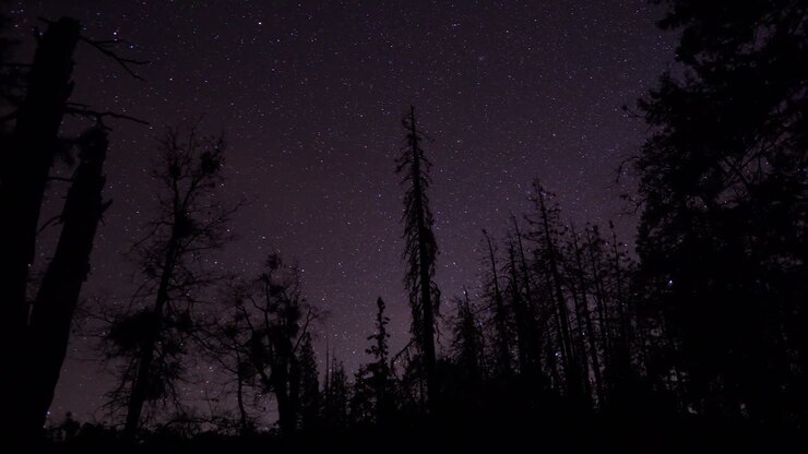 Time-lapse di astrofotografia di stelle sopra un paesaggio boschivo scuro nelle montagne della Sierra Nevada californiana.