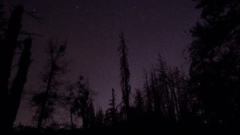 astrophotography time lapse of stars above a dark forest landscape in the california sierra nevada mountains.